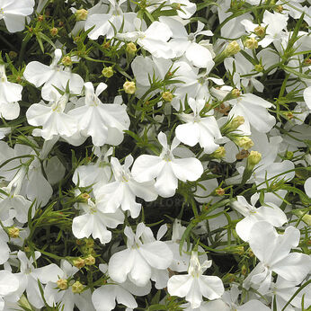 Riviera White