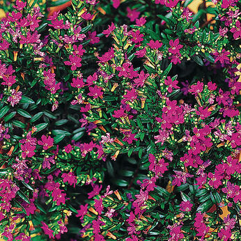 Cuphea Purple (Lilac)