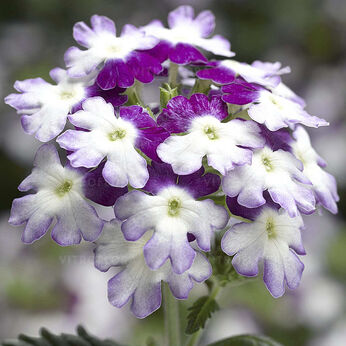 Obsession Twister Purple