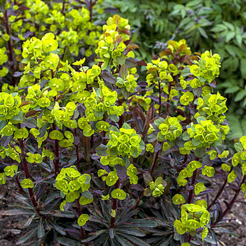 Purpurea