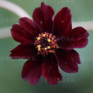 Cosmos atrosanguineus