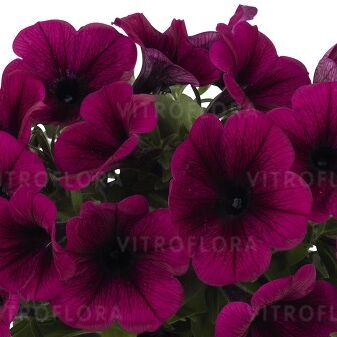 Potunia™ Purple 2027