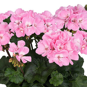 Savannah™ Baby Pink