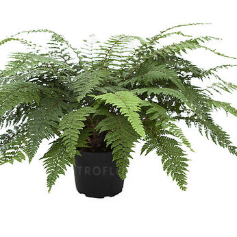 Polystichum yunnanense