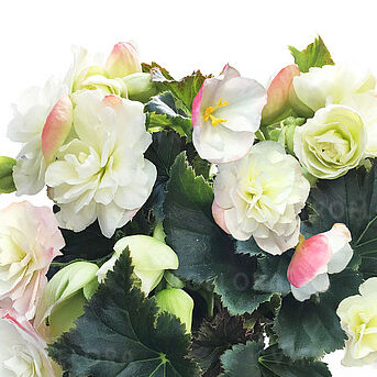 BK Collection Chloe White Blush