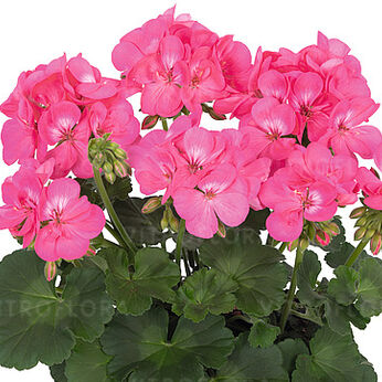 Santana Pink