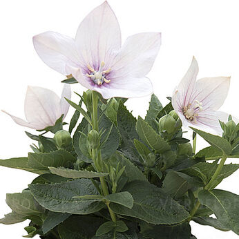 Astra Light Pink
