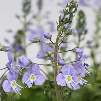 Veronica kemulariae