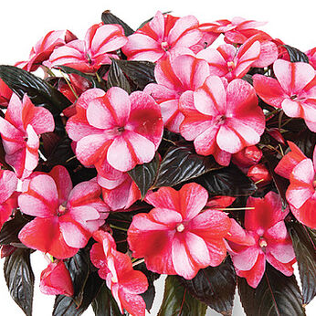 Harmony Bicolor Red