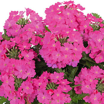 Lindolena Hot Pink