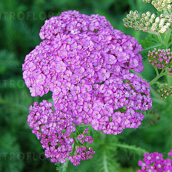 Lilac Beauty