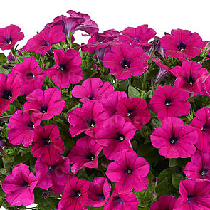 Capella Burgundy
