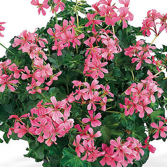 Decora Rosa