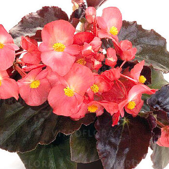 Big Pink, Bronze Leaf