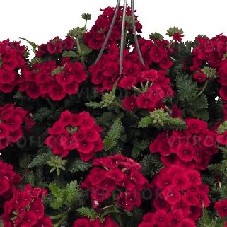 Empress™ Sun Red 2027