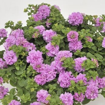 Surfinia Double Lilac