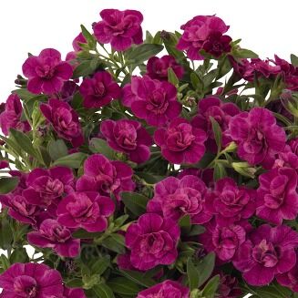 Aloha Double Purple