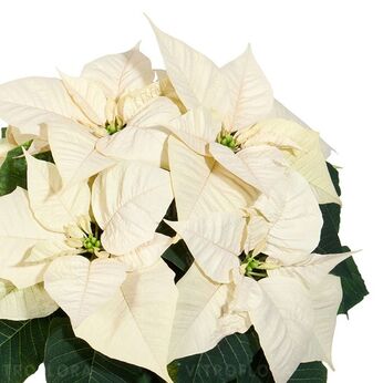 Christmas Glory White