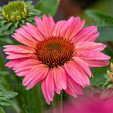 Meditation Cerise