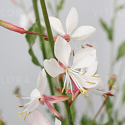 Flamingo White