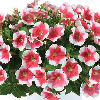 Capella Cherry Vanilla