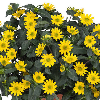 Sunvy Trailing Yellow