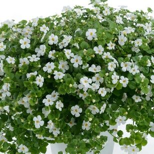 Scopia Gulliver Dynamic White