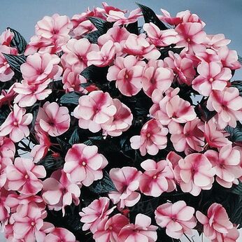 Harmony Raspberry Cream