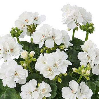 Trendix White Impr.