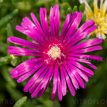 Delosperma cooperi