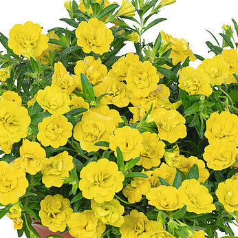Aloha Double Yellow