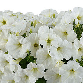 Capella White Imp.