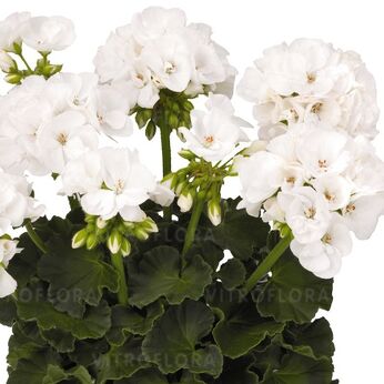 Survivor White