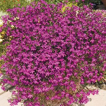 Purple Star