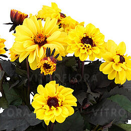 Temptation Yellow