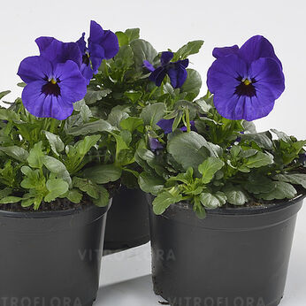 Cornet Blue Blotch