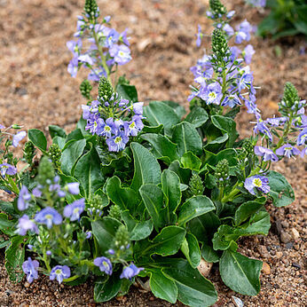 Veronica kemulariae