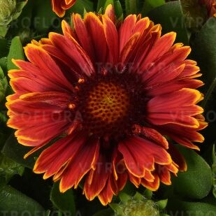 SpinTop™ Yellow Touch