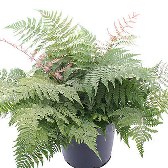 Dryopteris erythrosora Compact