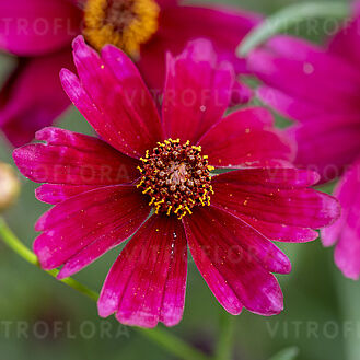 Ruby Red