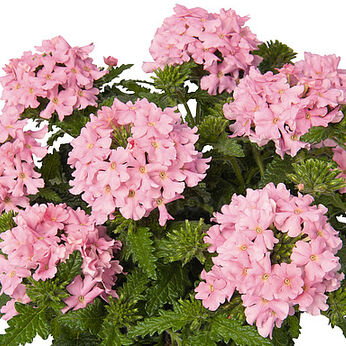 Lindolena Pink