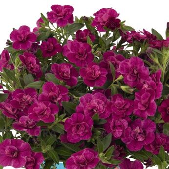 Aloha Double Purple