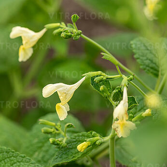 Nepeta govaniana