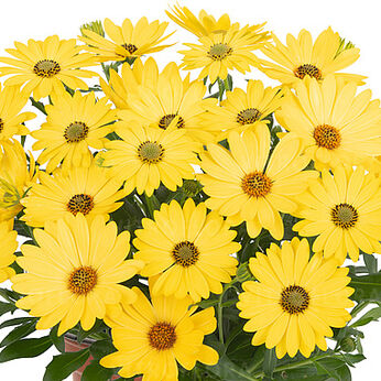 Margarita Golden Yellow