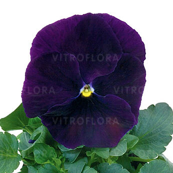 Select Purple