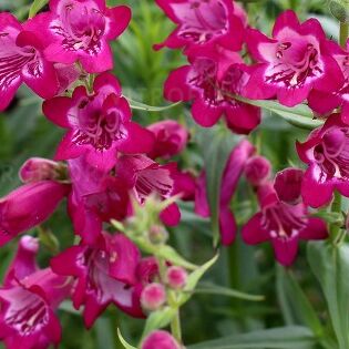 Harlequin™ Magenta