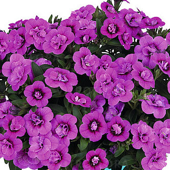 Aloha Double Dark Pink 2024