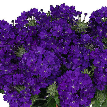 Lindolena Blue