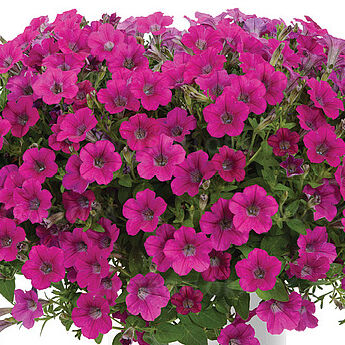 Littletunia Rose