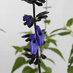 Black and Blue
